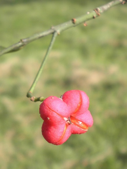 Euonymus europaeus