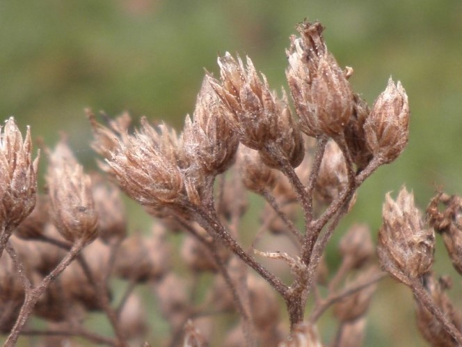 Achillea millefolium