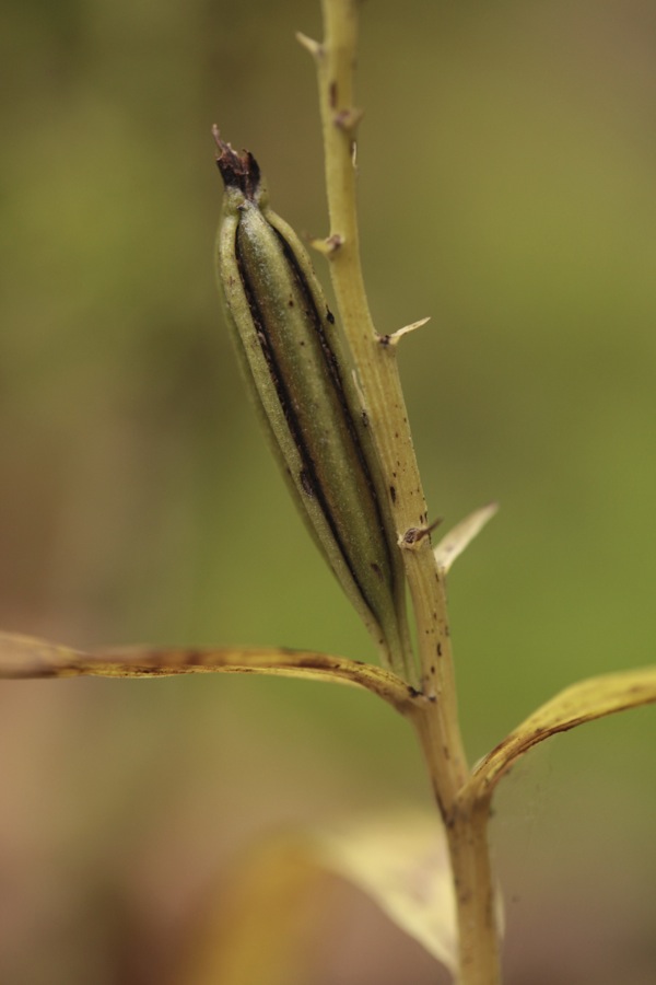 caméo : Cephalantera longifolia