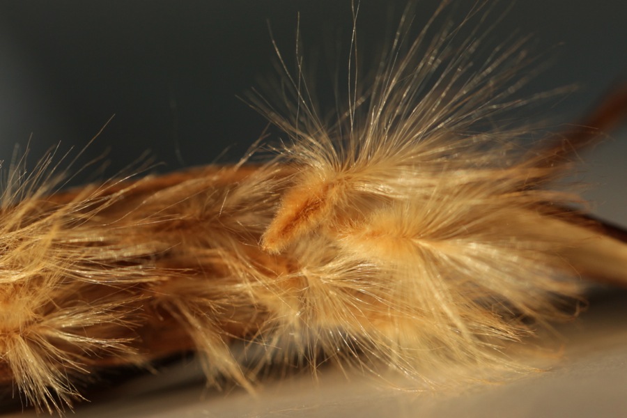 fourrure d'hiver : Nerium oleander