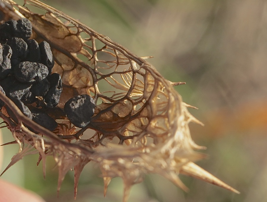 corbeille : Datura stramonium