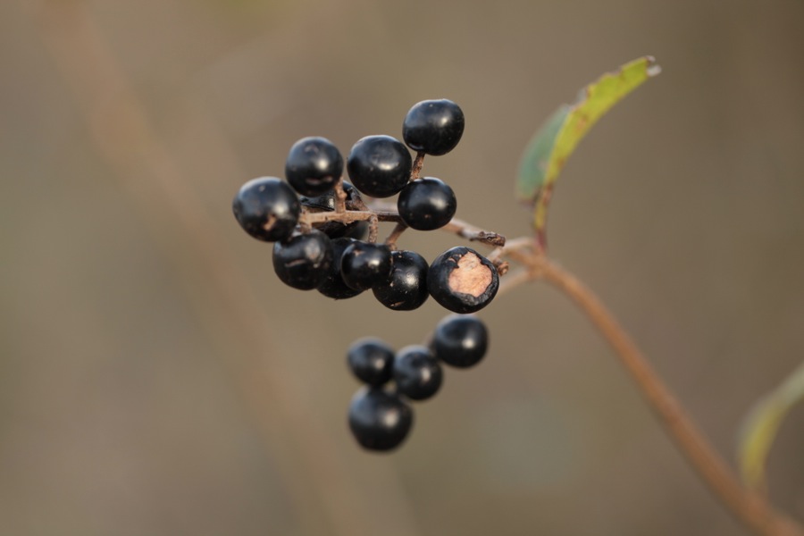 noir Ligustrum vulgare