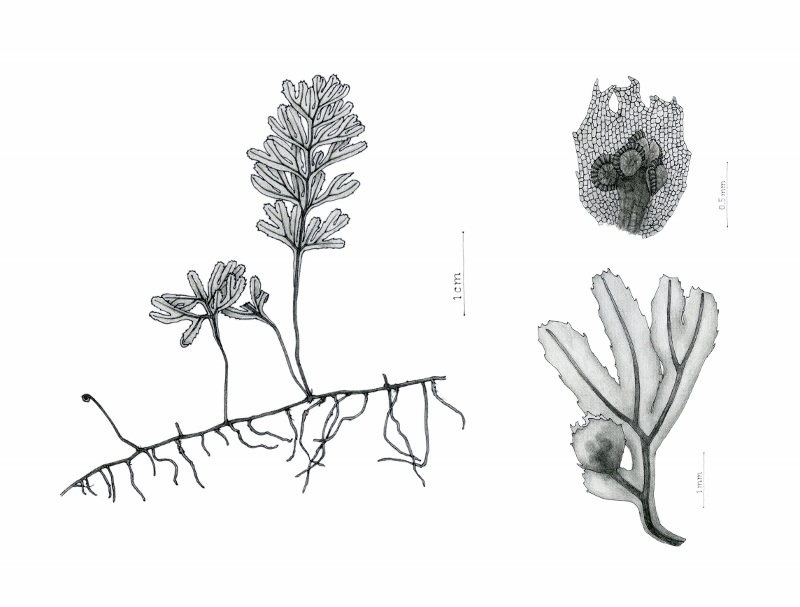 Hymenophyllum (800x607).jpg
