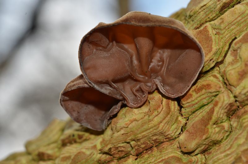 Auricularia auricula-judae.JPG