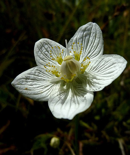 Parnassia palustris.01.jpg