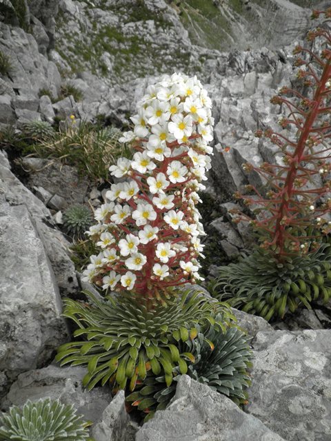 saxifraga_longifolia_2014.jpg