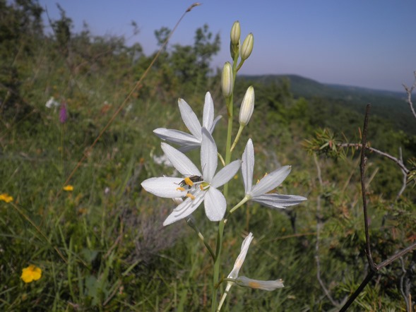 Anthericum liliago.jpg