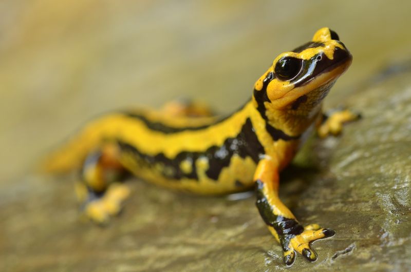 Salamandra salamandra fastuosa.JPG