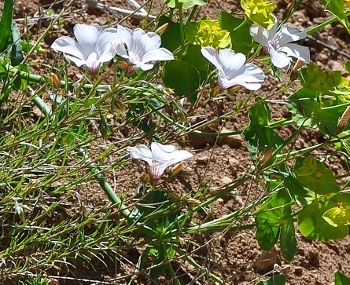 Juin 2013 Ste Victoire 049 - Copie (350x285).jpg