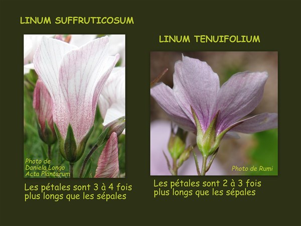 LINUM 2.jpg