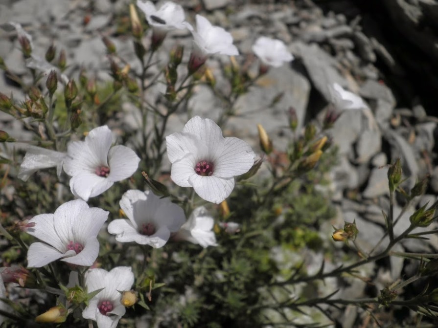 1_linum suffruticosum_pyrenees espagne.JPG