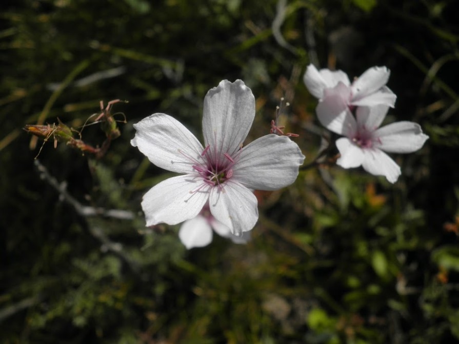 5_linum tenuifolium_HteGne.JPG