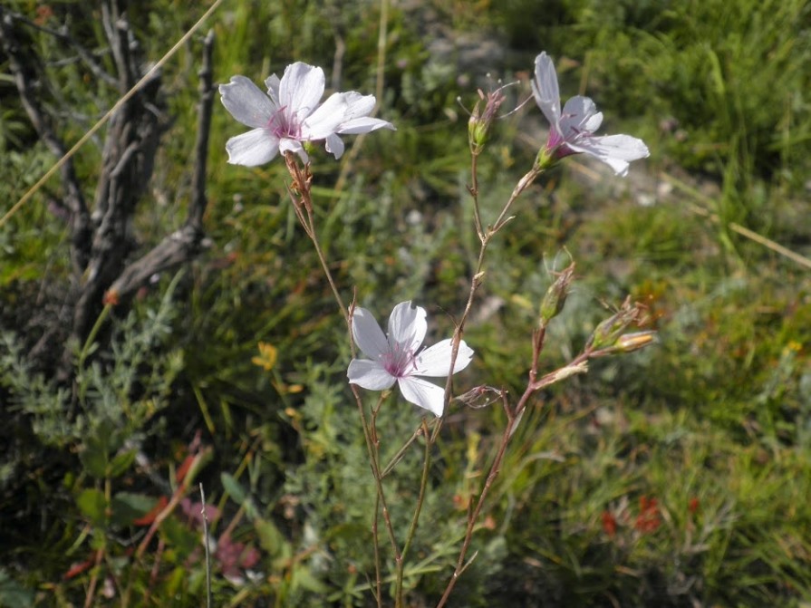 6_linum tenuifolium_HteGne.JPG