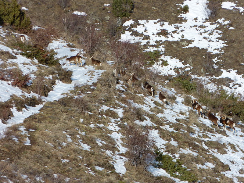 mouflon.jpg