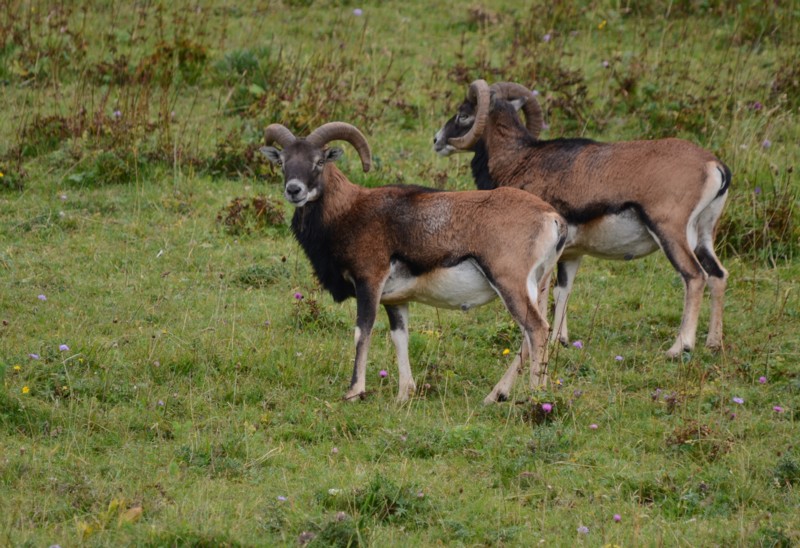 Mouflon 75b.jpg