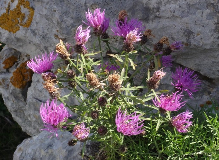 07- Centaurea corymbosa.JPG