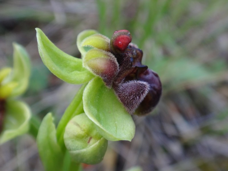 06-Ophrys bombyliflora.JPG