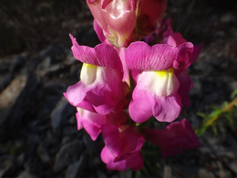 13-Antirrhinum majus.JPG