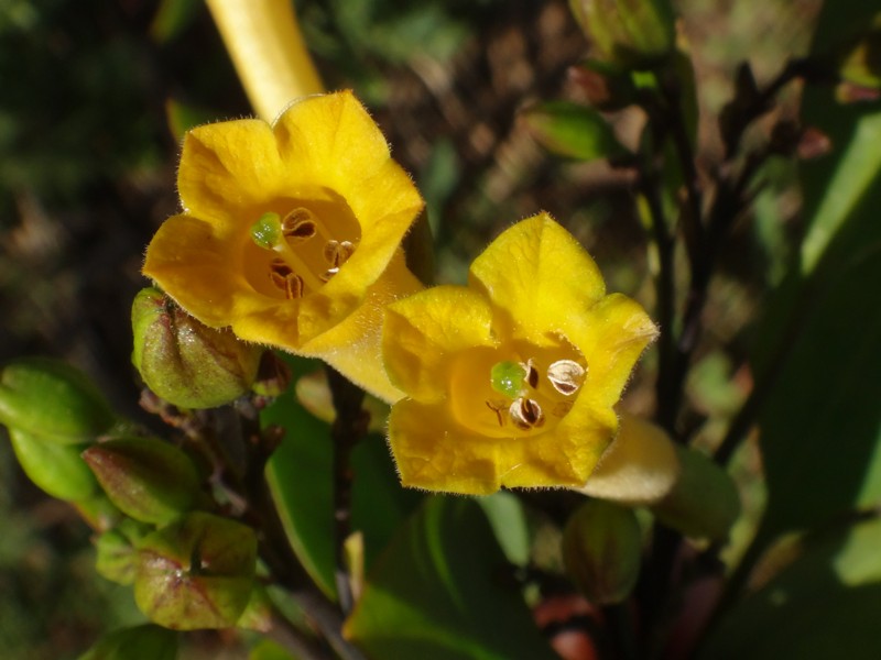 16-Nicotiana glauca.JPG