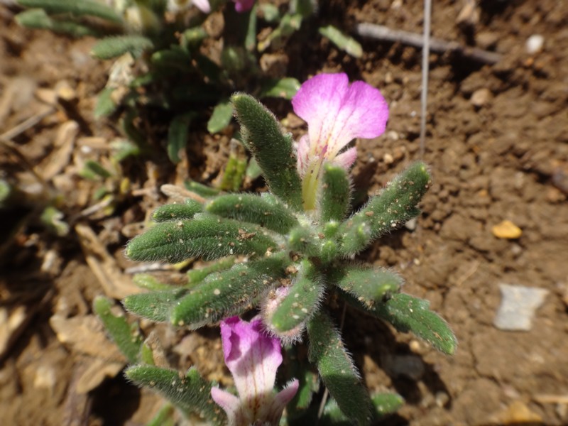 07-Ajuga iva.JPG