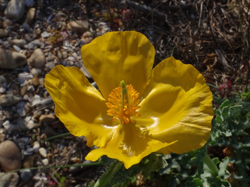 15-Glaucium flavum.JPG