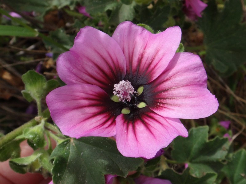 16-Malva dendromorpha.JPG