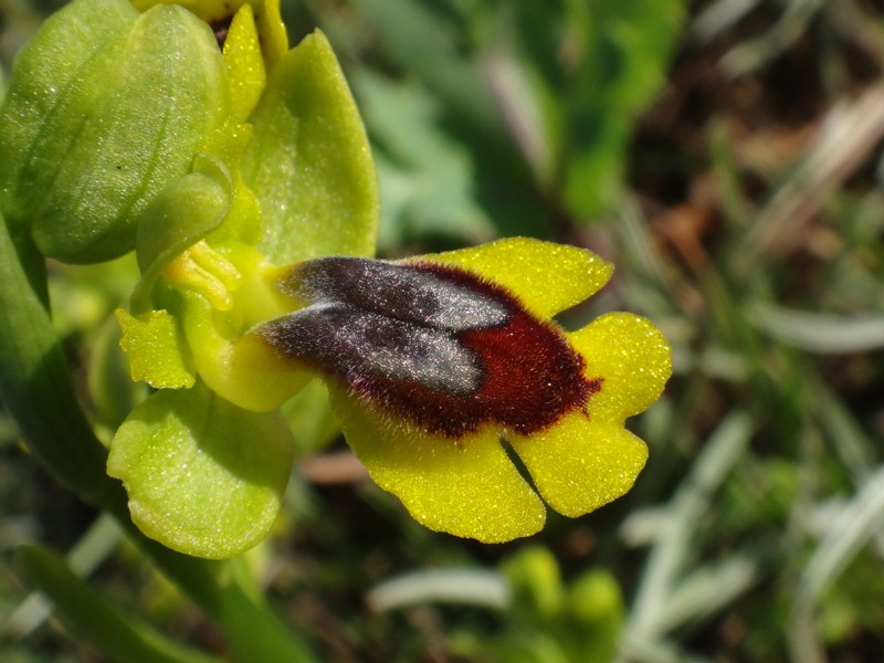 21-Ophrys lutea.JPG