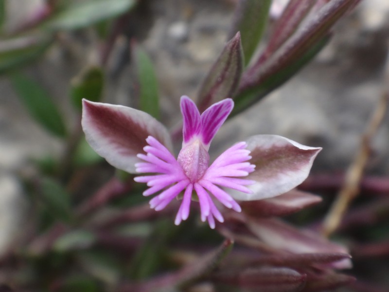 26-Polygala rupestris.JPG