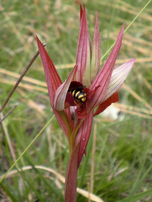 Serapias vomeraceae_pollinisateur.jpg