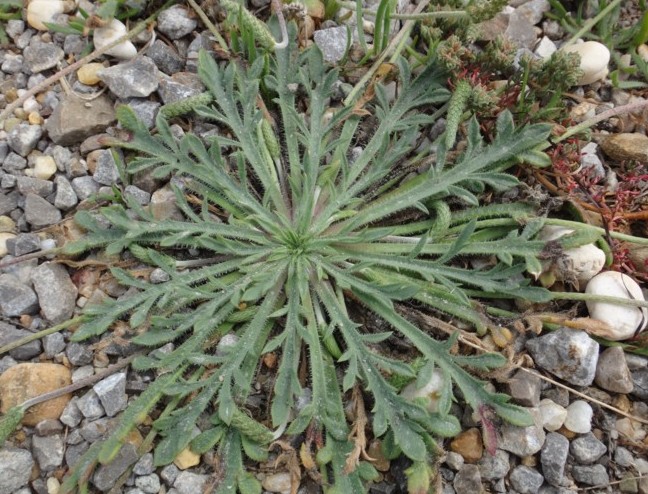 13-Plantago coronopus subsp coronopus.JPG