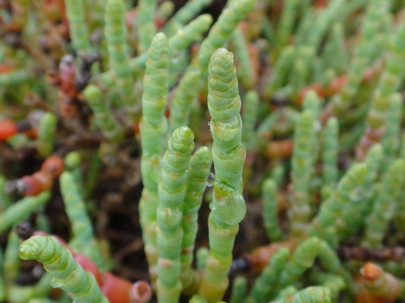 14-Salicornia europaea.JPG