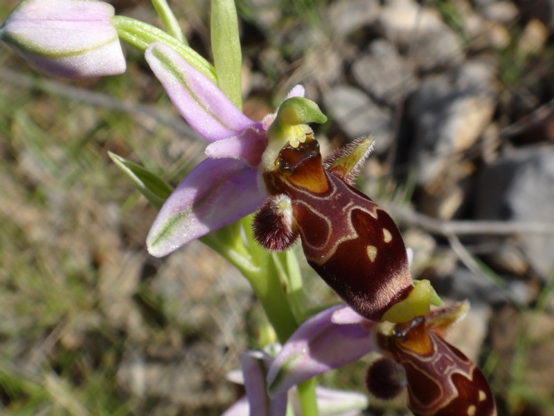 05-Ophrys scolopax.JPG