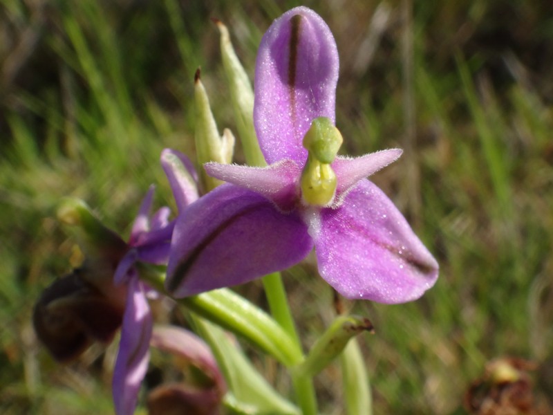 07-Ophrys scolopax lusus.JPG