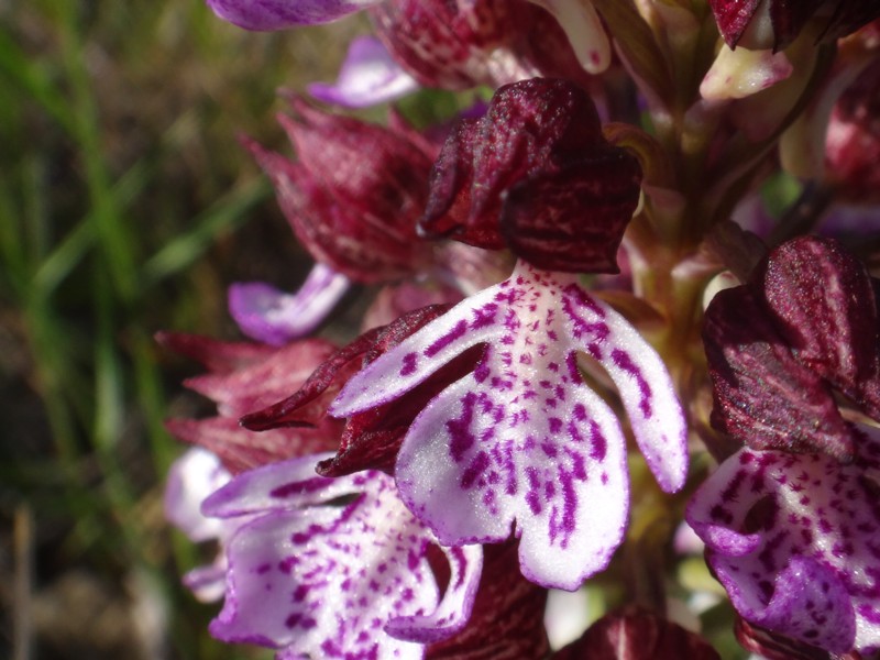 08-Ophrys pourpre.JPG