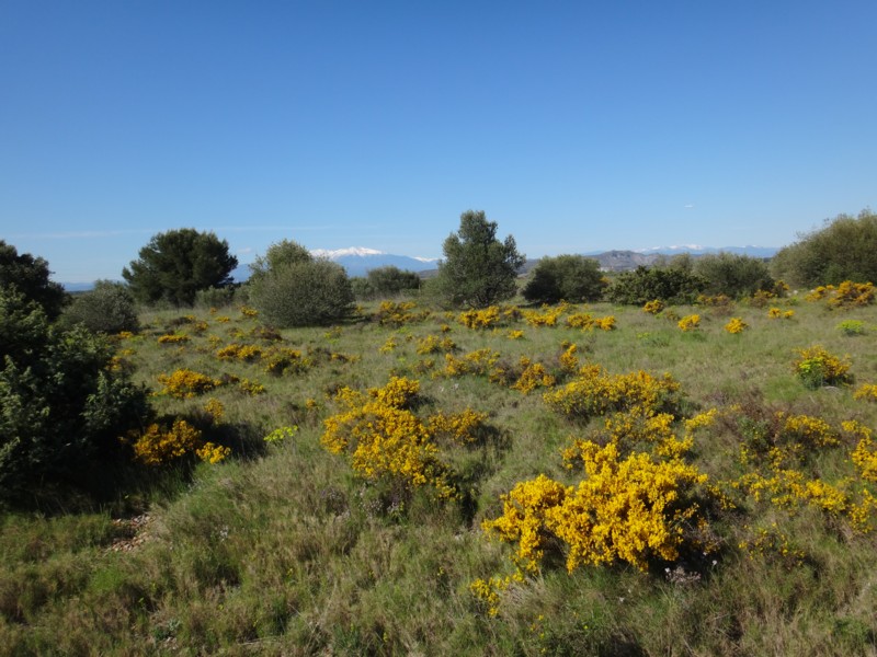 12-Canigou depuis Rivesaltes.JPG