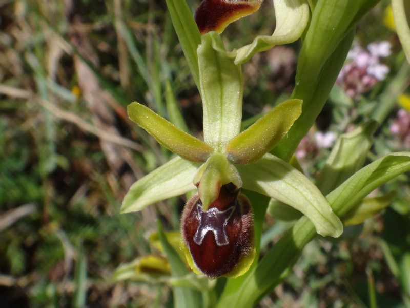 02-Ophrys virescens.JPG