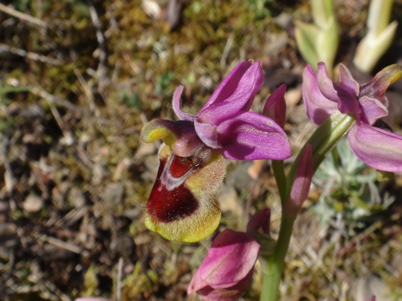 04-Ophrys tenthredinifera.JPG