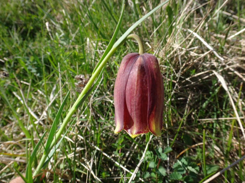 11-Fritillaria pyrenaica.JPG