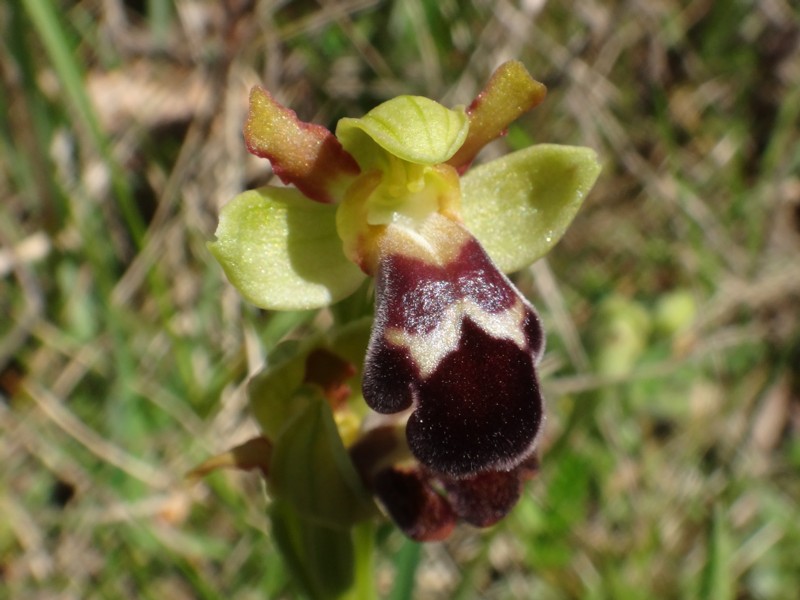 18-Ophrys vasconica.JPG