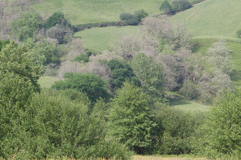 Quercus pyrenaica1.jpg