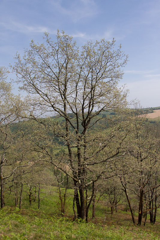 Quercus pyrenaica4.jpg