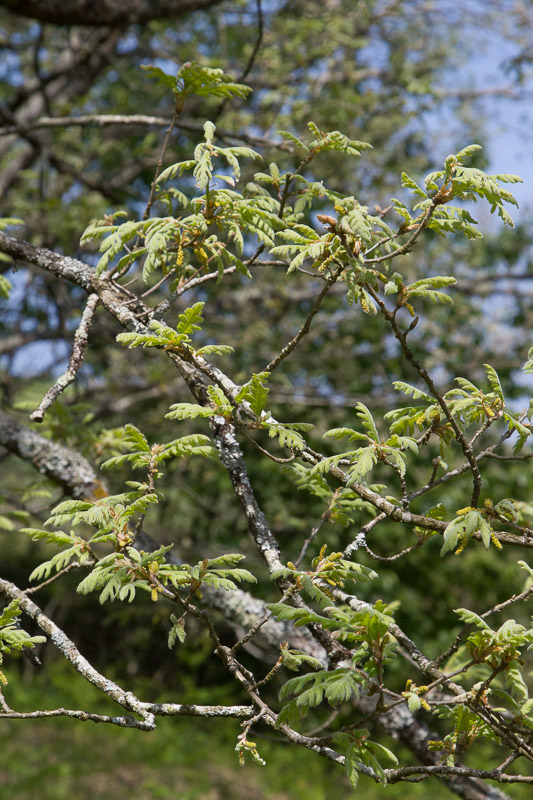 Quercus pyrenaica9.jpg