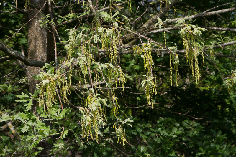 Quercus pyrenaica11.jpg