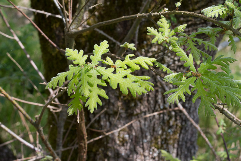 Quercus pyrenaica13.jpg