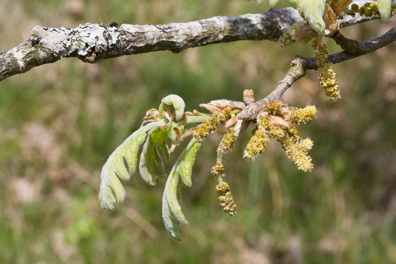 Quercus pyrenaica14.jpg