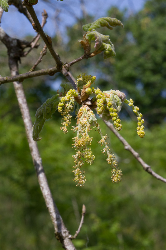 Quercus pyrenaica15.jpg