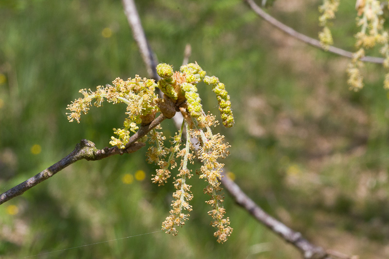 Quercus pyrenaica16.jpg