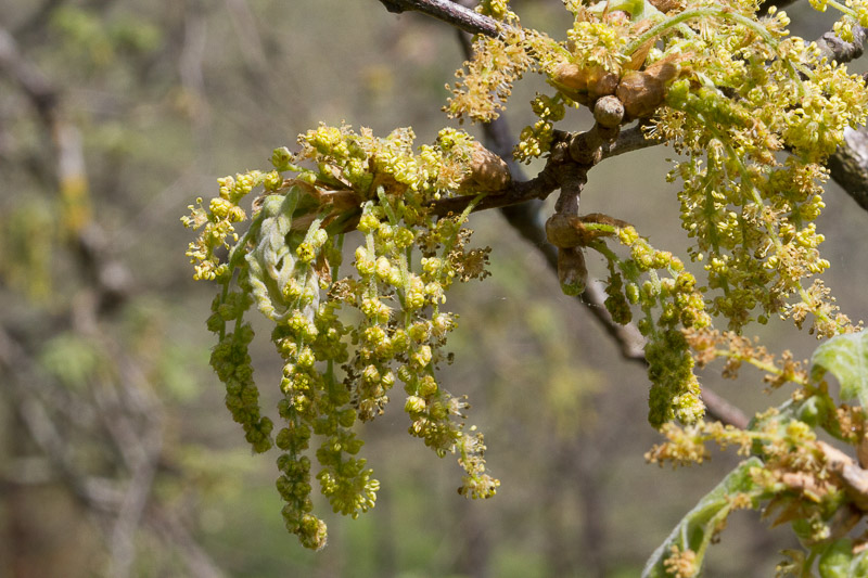 Quercus pyrenaica19.jpg