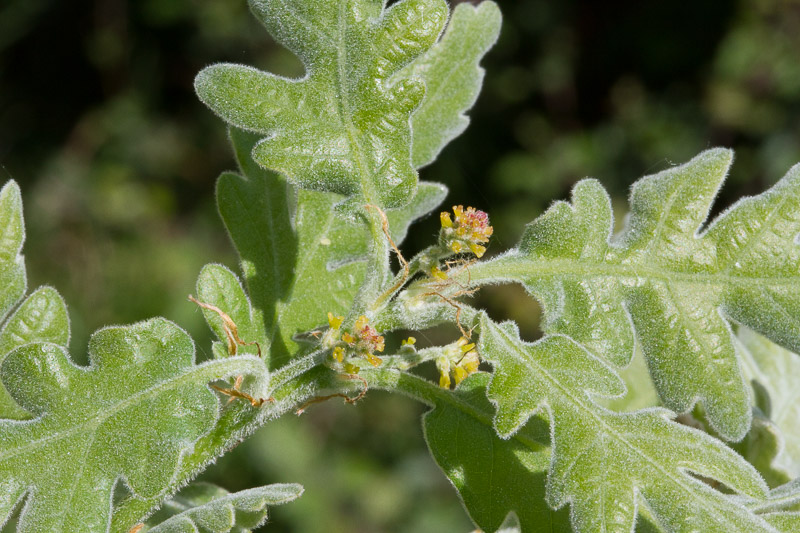 Quercus pyrenaica20.jpg