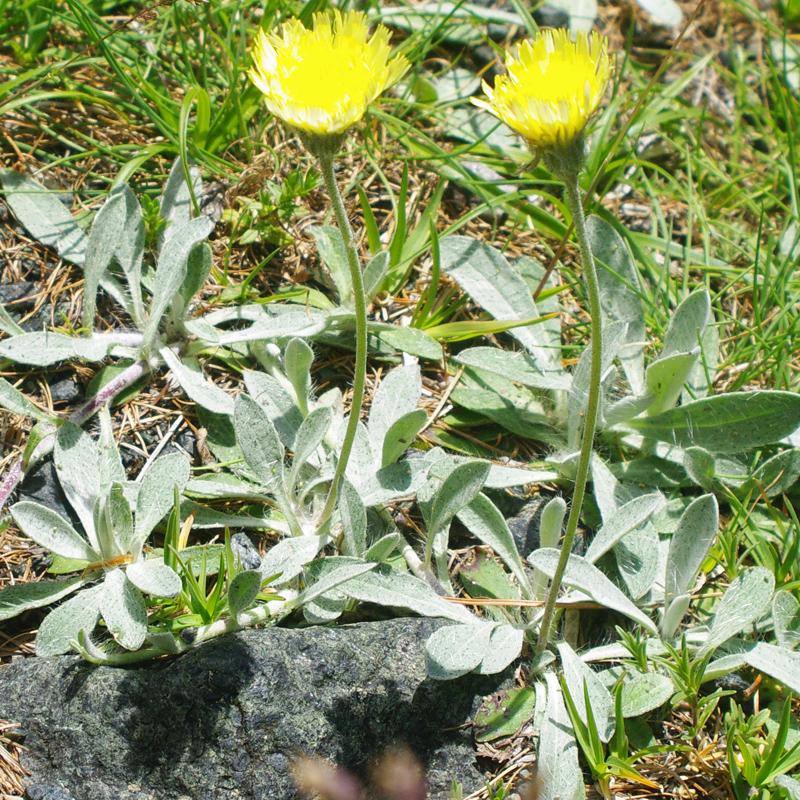 Hieracium1.jpg